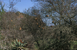 Découvrez l'impressionnante colonie de tisserins du Cap dans le parc national de Bontebok