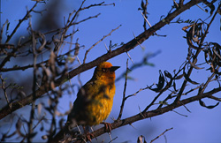 A majestic Cape Weaver Bird in the South African wilderness