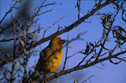 Oiseau tisserand du Cap fascinant construisant son nid dans le parc national de Buntebok, Afrique du Sud