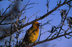 Witness a Cape Weaver bird in the breathtaking nature of Bontebok National Park