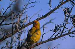 An impressive male Cape Weaver building its nest
