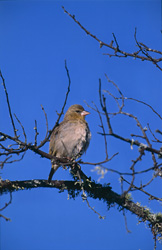Fascinating Cape Weaver Building its Nest in South Africa - Stock Photo