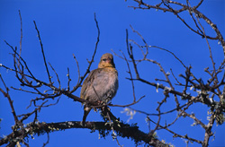 Découvrez l'unique oiseau tisserin du Cap en Afrique du Sud