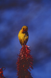 Discover the beauty of the Cape Weaver in Bontebok National Park