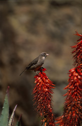 Un oiseau tisserand du Cap (Ploceus capensis) sur une fleur d'aloès dans le parc national Buntebok