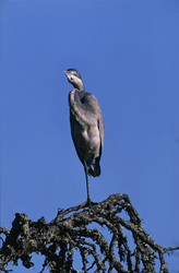 Discover the beauty of the Black-headed Heron in Bontebok National Park, South Africa