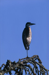 Black-headed Heron observing its surroundings in the picturesque Bontebok National Park