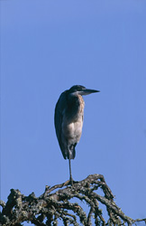 Schwarzhalsreiher