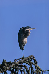 Elegant Black-headed Heron in Bontebok National Park, South Africa