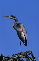Majestic Black-headed Heron observing its surroundings in Bontebok National Park in South Africa