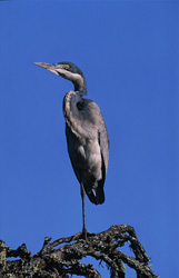 An impressive Black-headed Heron lurking in silence