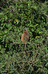 Découvrez l'oiseau-souris à ailes brunes sur un buisson épineux en Afrique
