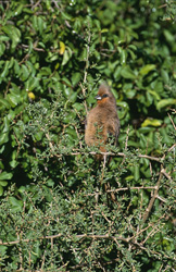 Brown-winged Bat Bird