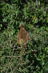 Découverte fascinante de l'oiseau-souris à ailes brunes dans la nature sauvage du parc national de Bontebok