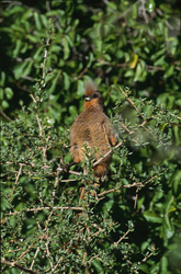 Fascinant oiseau-souris à ailes brunes dans son habitat naturel