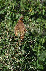 Captivating shot of a Speckled Mousbird in the wilderness of Bontebok National Park