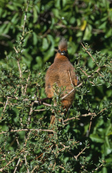 Oiseau-souris à ailes brunes (Colius striatus) dans les broussailles africaines