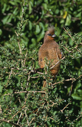 Fascinant oiseau-souris aux ailes brunes dans son habitat naturel