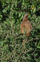 Descubre el impresionante pájaro ratón de alas marrones en el Parque Nacional Bontebok