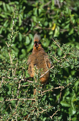 Fascinant Coliou strié aux ailes brunes dans son environnement naturel