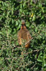 Un oiseau-souris à ailes brunes dans le parc national de Bontebok en Afrique du Sud