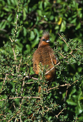 L'occhio del Colius striatus nel Parco Nazionale Bontebok, Sudafrica