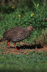 Francolin du Cap en quête de nourriture dans le pittoresque parc national de Bontebok, Afrique du Sud