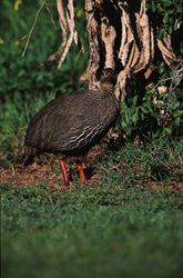 Découvrez le fascinant francolin du Cap dans le parc national de Bontebok