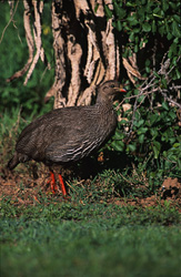 Découvrez la beauté du francolin du Cap dans le parc national de Bontebok