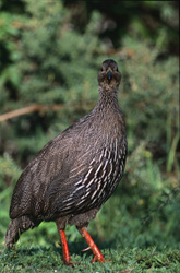 Francolin du Cap à la recherche de nourriture dans le pittoresque parc national de Bontebok, Afrique du Sud