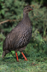 Francolin du Cap majestueux dans le parc national de Bontebok - photographie animalière fascinante