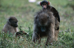 Encantadora familia de babuinos en la sabana africana