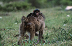 Steppe Baboon