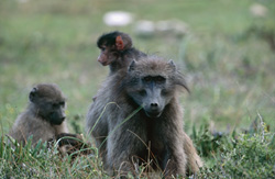 Playful Savanna Baboon Family in the Wilderness