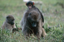 Osservare una madre di babbuino delle steppe con i suoi cuccioli nella natura selvaggia