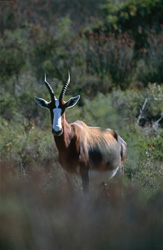 Découvrez les majestueuses antilopes Bontebok au parc national de Bontebok