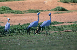 Rencontre fascinante avec les majestueuses grues paradisiaques dans la région de l'Overberg