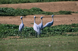 Grues paradis dans la région de Swellendam/Bredasdorp en Afrique du Sud