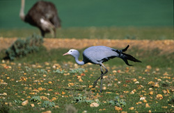 Paradieskranich