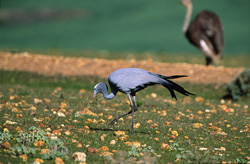 Grue paradisiaque en Afrique du Sud à la recherche de nourriture