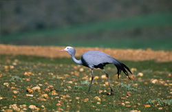 La grue paradisiaque - Un oiseau majestueux dans la région de Swellendam/Bredasdorp