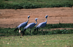 Découvrez les majestueuses grues paradisiaques dans la nature sauvage de l'Afrique du Sud