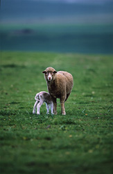Momento tenero: Pecora Merino con agnello nella pittoresca campagna di Overberg, Sudafrica