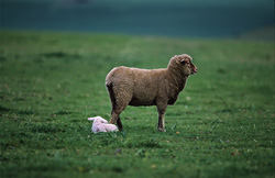 Mouton Mérinos idyllique avec agneau dans un environnement naturel