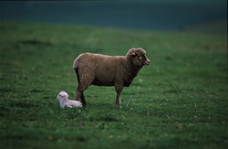 Mouton Mérinos idyllique et agneau mignon sur un pré vert dans la province du Cap, Afrique du Sud