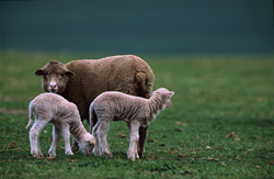Troupeau de moutons Mérinos idyllique avec de mignons agneaux sur un pré verdoyant en Afrique du Sud