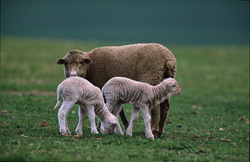 Immagine idilliaca di pecora Merino con agnelli in Sudafrica
