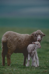 Merino Schaf