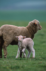 Idilliaca pecora merino con un tenero agnello in un pittoresco terreno agricolo