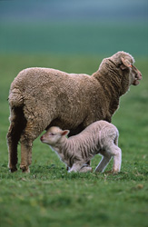 Idyllic Merino Sheep with Cute Lamb in the Picturesque Landscape of South Africa